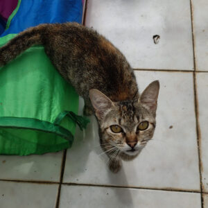 Mãezinha de 5 Filhotes_2